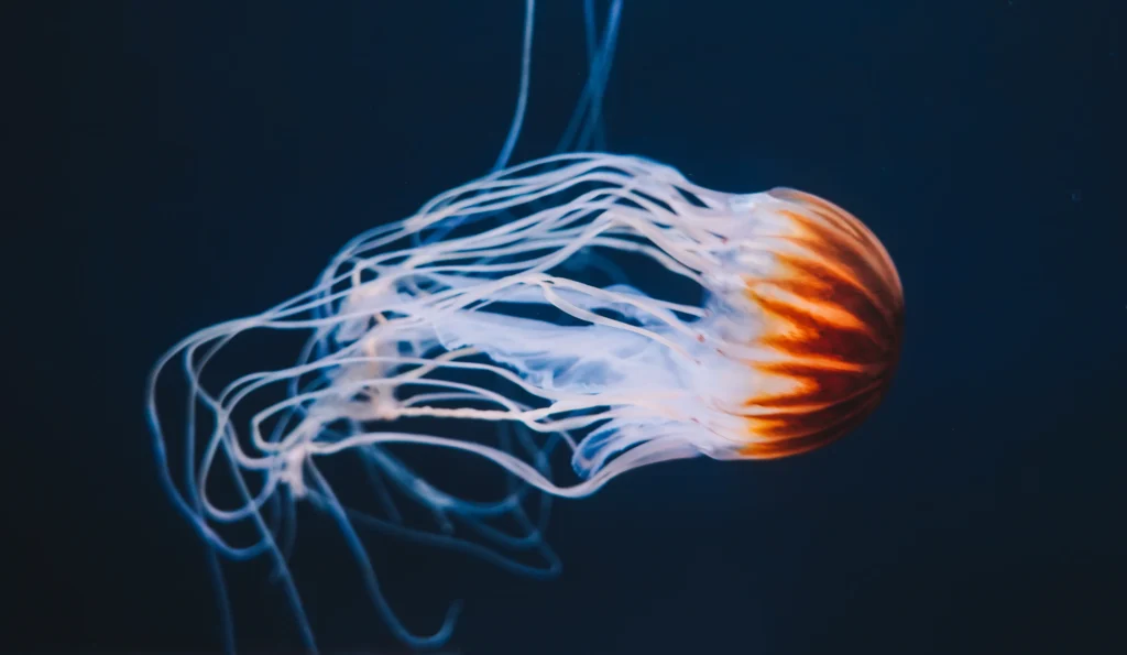 Cinematic underwater shot of a jellyfish in glowing light by DICAPLO