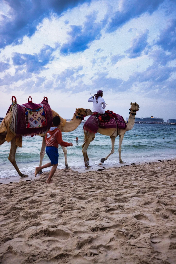 Camel Ride on the Beaches of Dubai Marina at Sunset