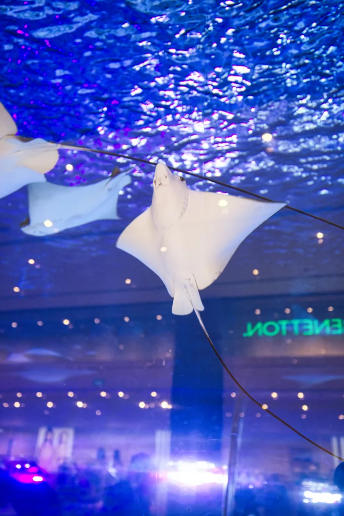 Dubai Mall Aquarium – Giant Tank with Sharks and Marine Life