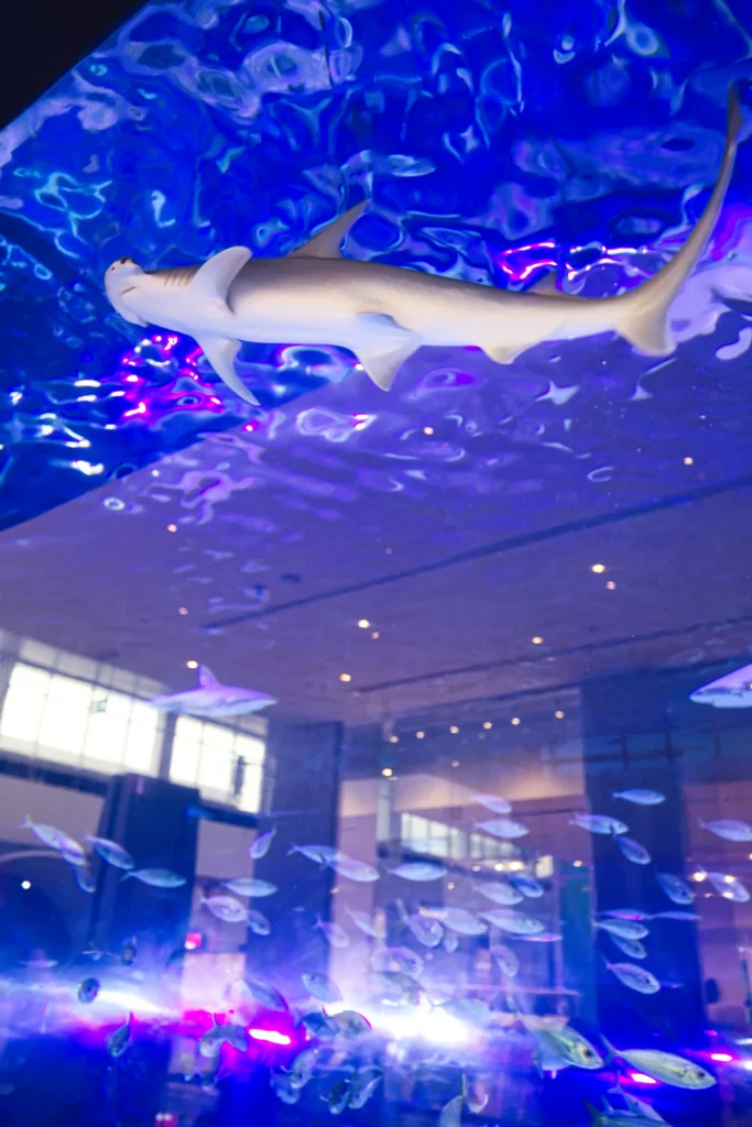 Dubai Mall Aquarium – Giant Tank with Sharks and Marine Life