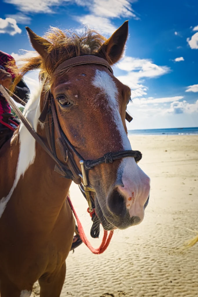 Majestic Horse in Natural Light – Cinematic Animal Portrait
