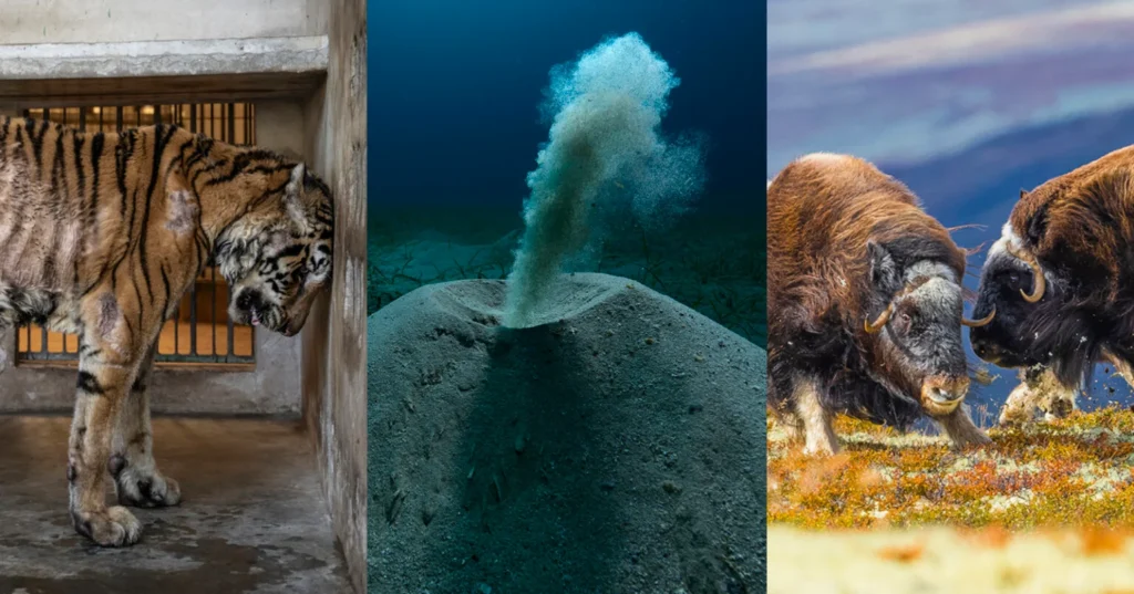 Zed Nelson’s winning photograph displayed at Sony World Photography Awards 2025