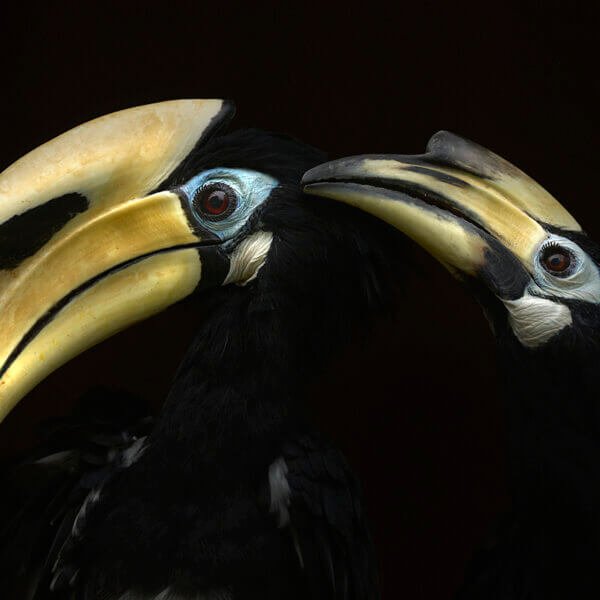 Award-winning wildlife photograph displayed at NMWA exhibition